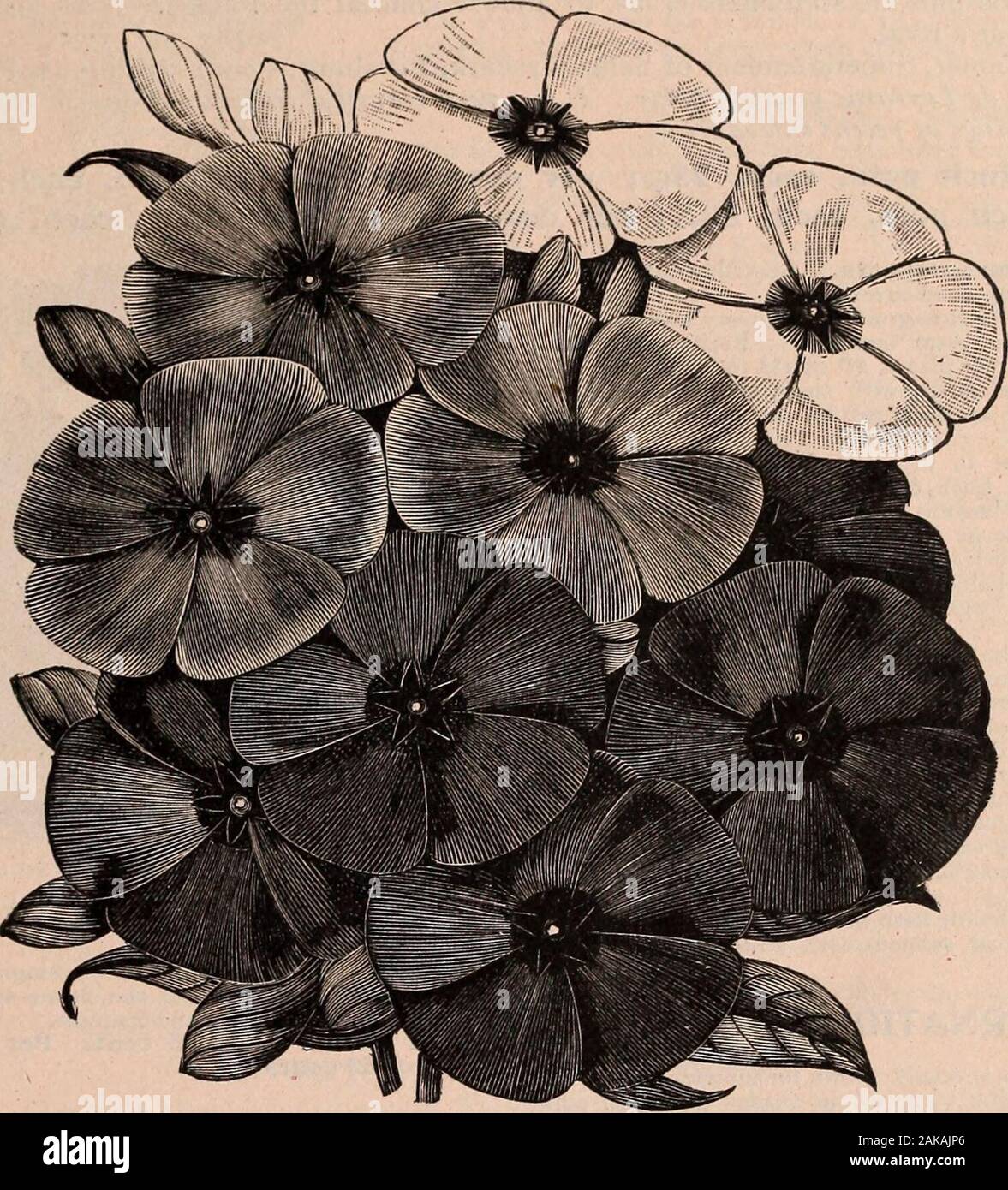 Farquhar's catálogo de semillas 1900 : plantas, fertilizantes, herramientas  bombillas sundries . eeds durante casi cuarenta años. De J. C, floristería, San  Juan, N. B., Canadá, Enero 24, 1899 : Las semillas