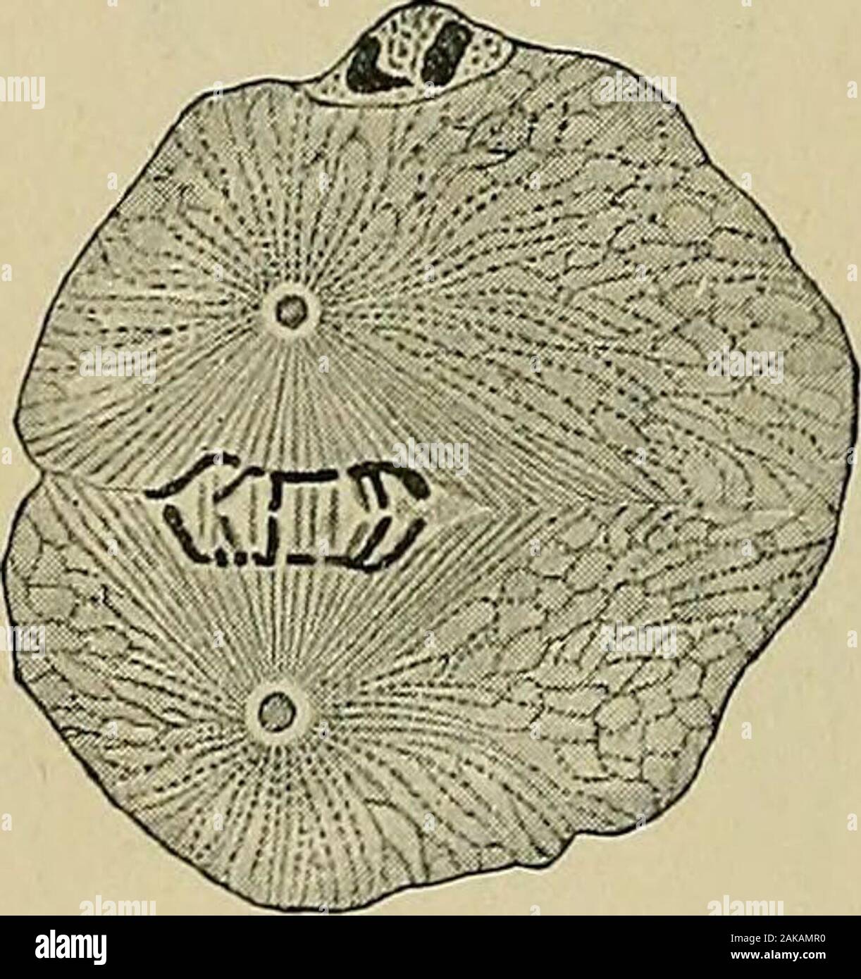 La Biblia y la ciencia. Fig. 14.-tejido celular de la médula. Fig