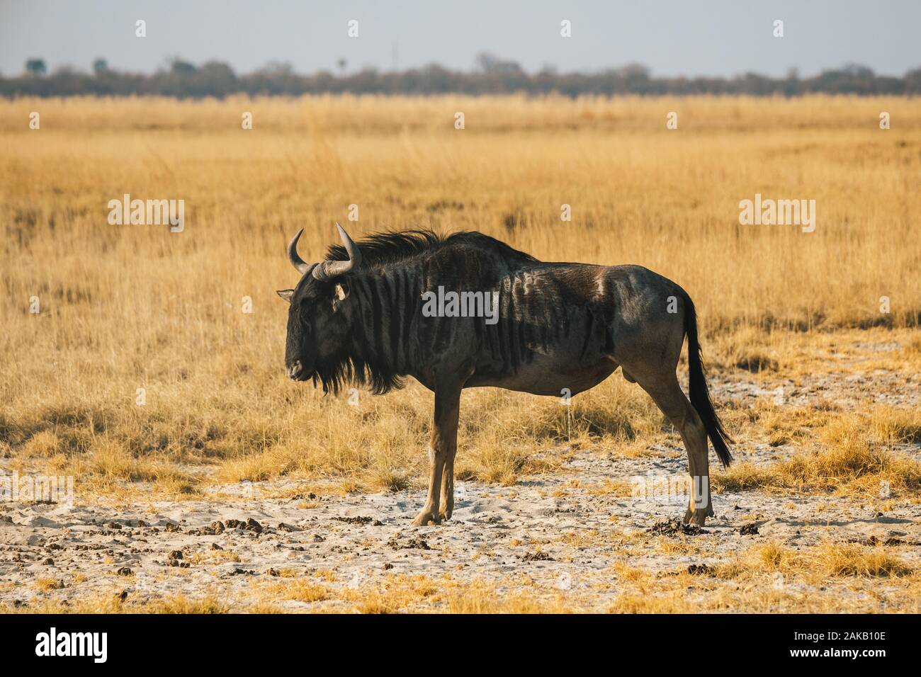 El ñu azul de pie en el Makgadikgadi Pans en un paisaje de sabana seca con hierba dorada Foto de stock