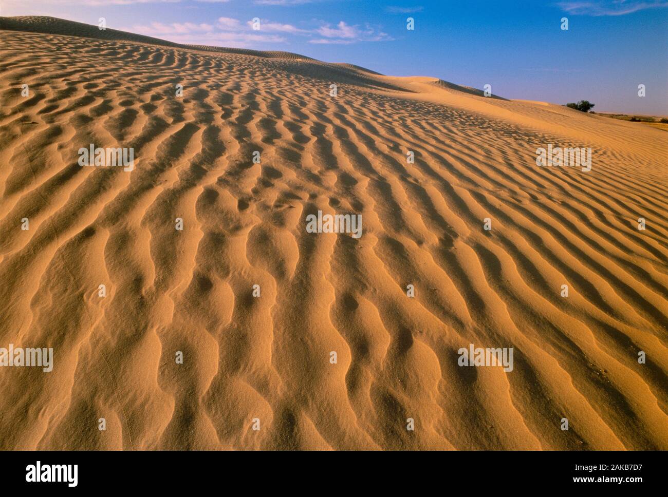 Paisaje de desierto arenoso, grandes médanos, Saskatchewan, Canadá Foto de stock