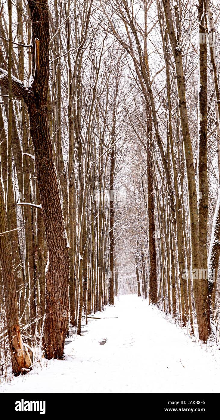 Sendero del bosque de frondosas en invierno, Cambridge, Ontario, Canadá. Foto de stock