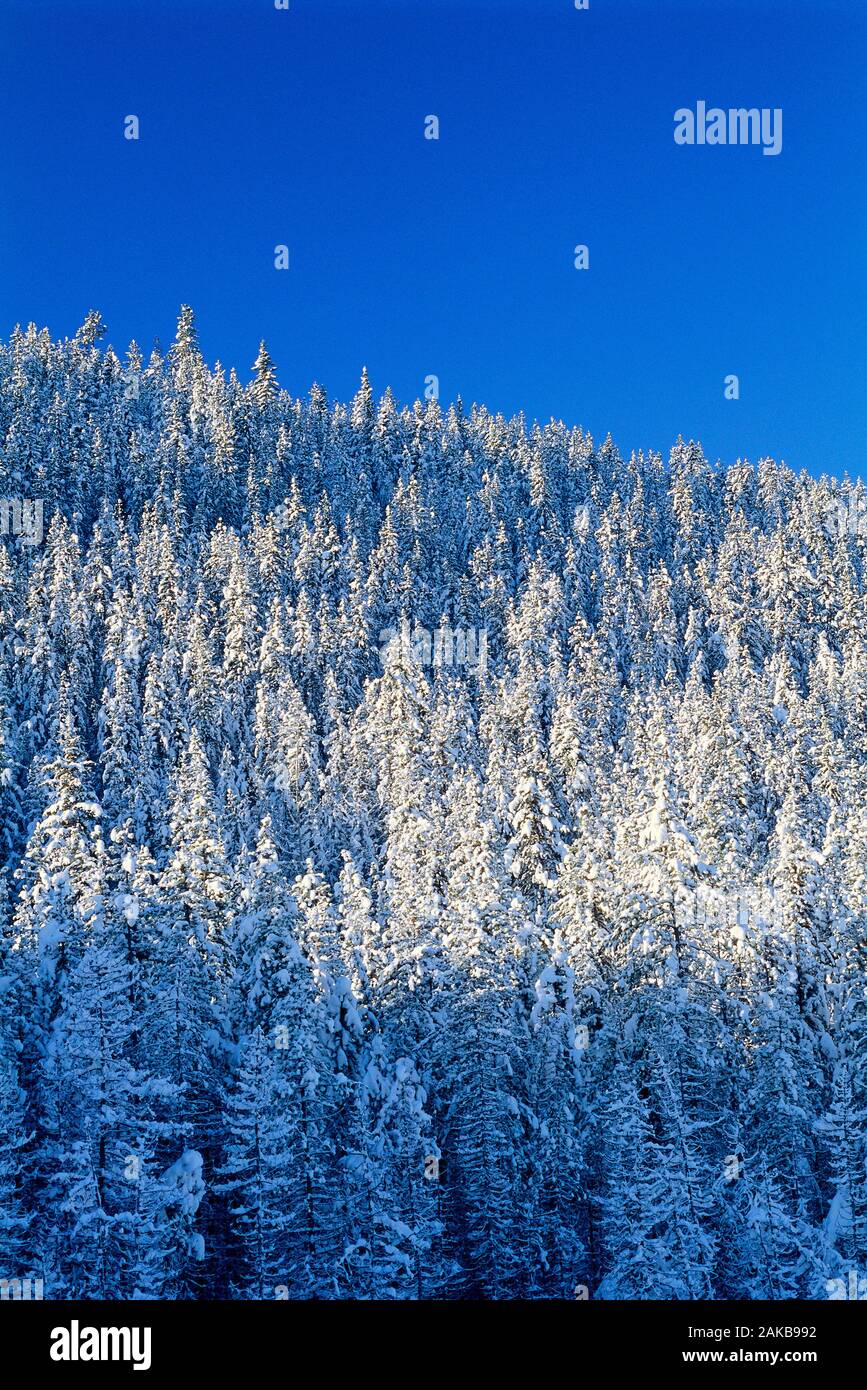 Paisaje invernal con bosque de montaña bajo el cielo claro, el Parque Nacional Banff, Alberta, Canadá Foto de stock