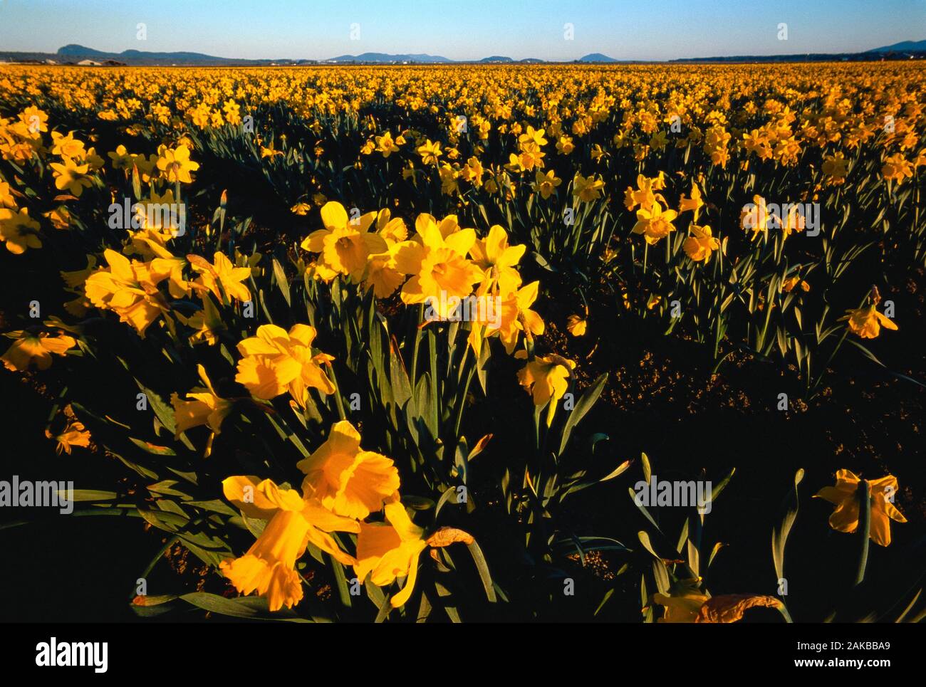 Narciso amarillo campo, Valle Skagit, Estado de Washington, EE.UU. Foto de stock