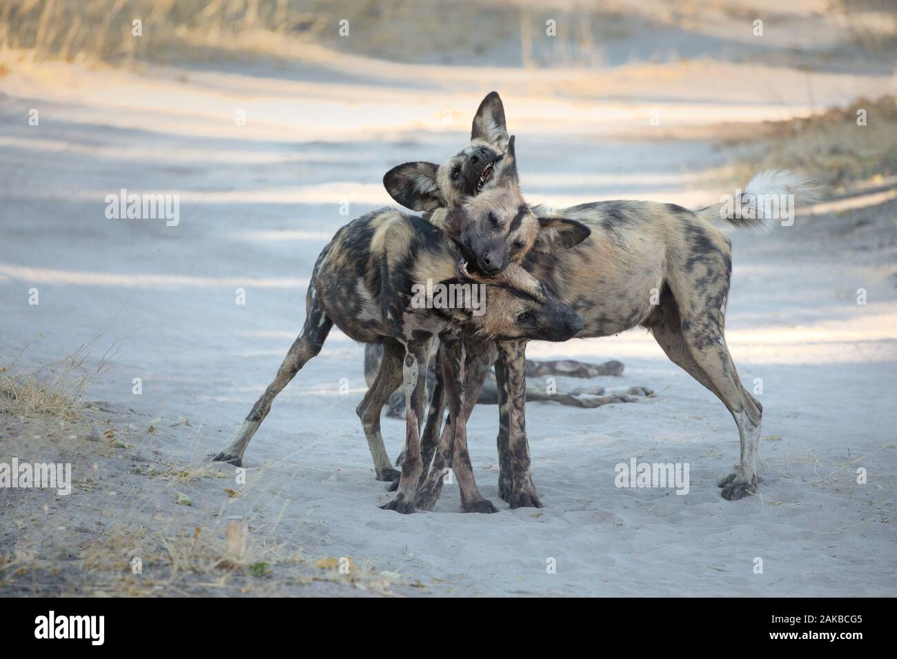 Perros salvajes con matar fotografías e imágenes de alta resolución - Alamy