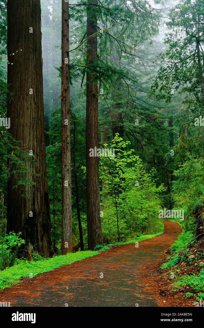 Paisaje con camino en el bosque, Stout Memorial Grove, Jedediah Smith Redwoods State Park, California, EE.UU. Foto de stock
