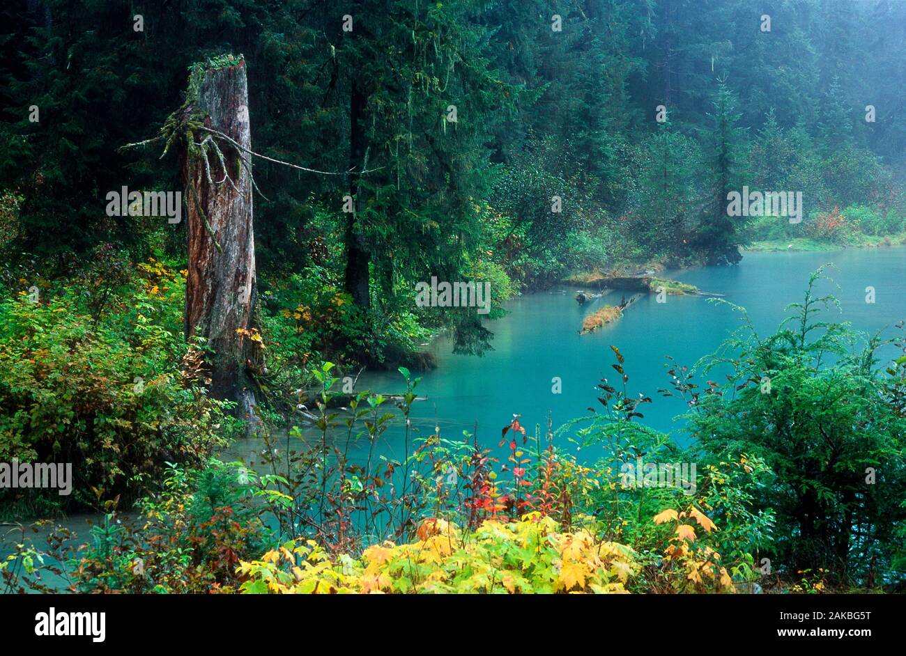 Árboles y estanque, Hyder, Alaska, EE.UU. Foto de stock
