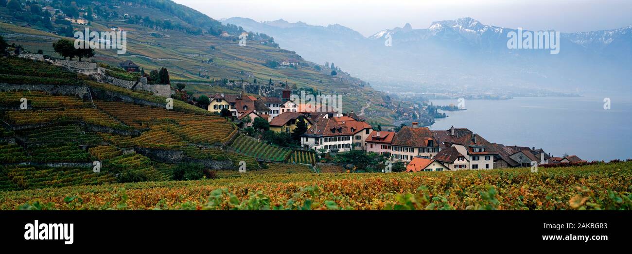 Los viñedos de la región de Lavaux y Rivaz village, Suiza Foto de stock