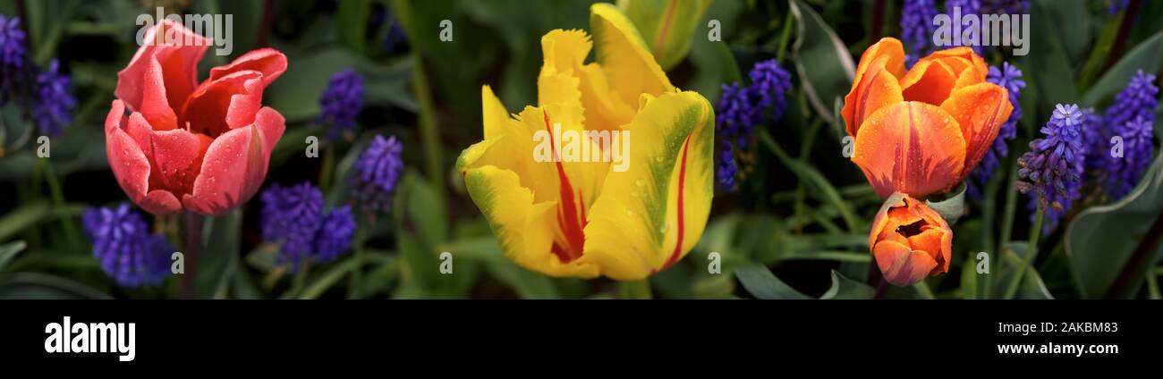 Tulipanes multicolores y jacintos Valle Skagit, Washington, EE.UU. Foto de stock