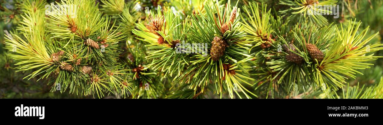 Primavera evergreens en Seattle, Washington, EE.UU. Foto de stock