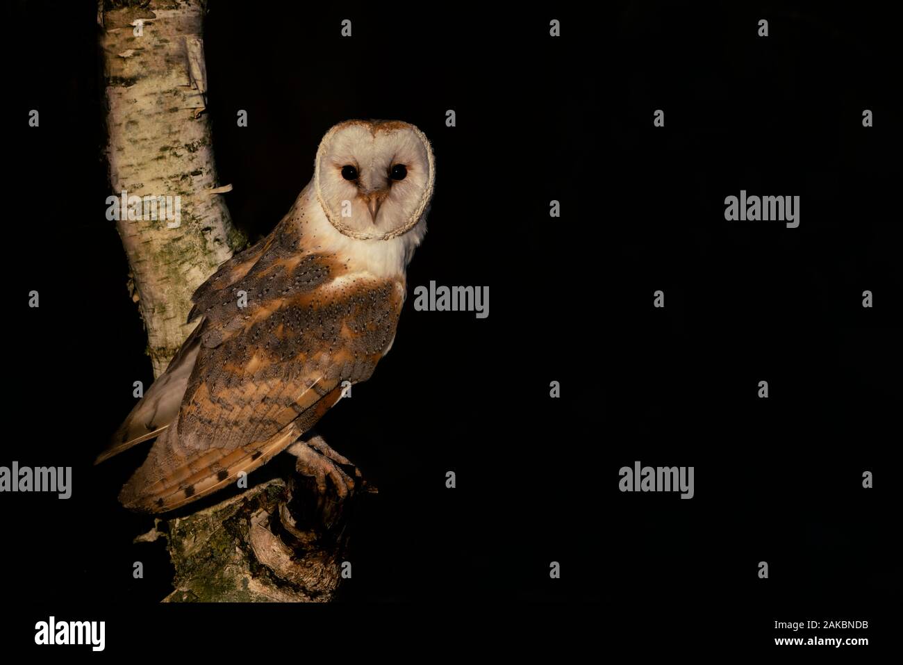 Lindo y Hermoso búho de granero (Tyto alba) sentado en un árbol. Fondo negro oscuro. Brabante Noord en los países Bajos. Bosque de otoño. Mirando en la cámara Foto de stock