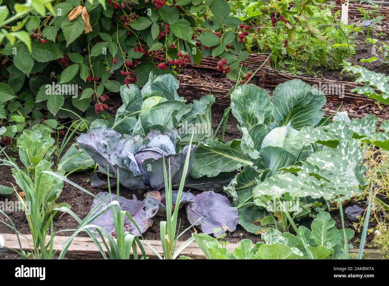 Maduración de vegetales en el jardín a finales del verano, repollo que crece verduras Foto de stock