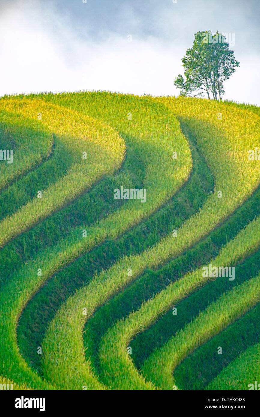 Vietnam, Ha Giang, Hoang Su Phi Foto de stock