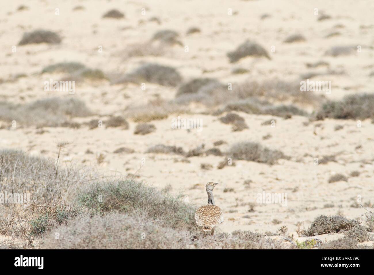 Hubara (Chlamydotis undulata fuerteventurae), subespecies de las Islas Canarias de Lanzarote y Fuerteventura, en su habitat desierto semi-árido. Foto de stock