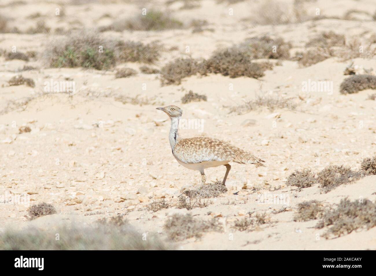 Hubara (Chlamydotis undulata fuerteventurae), subespecies de las Islas Canarias de Lanzarote y Fuerteventura, en su habitat desierto semi-árido. Foto de stock