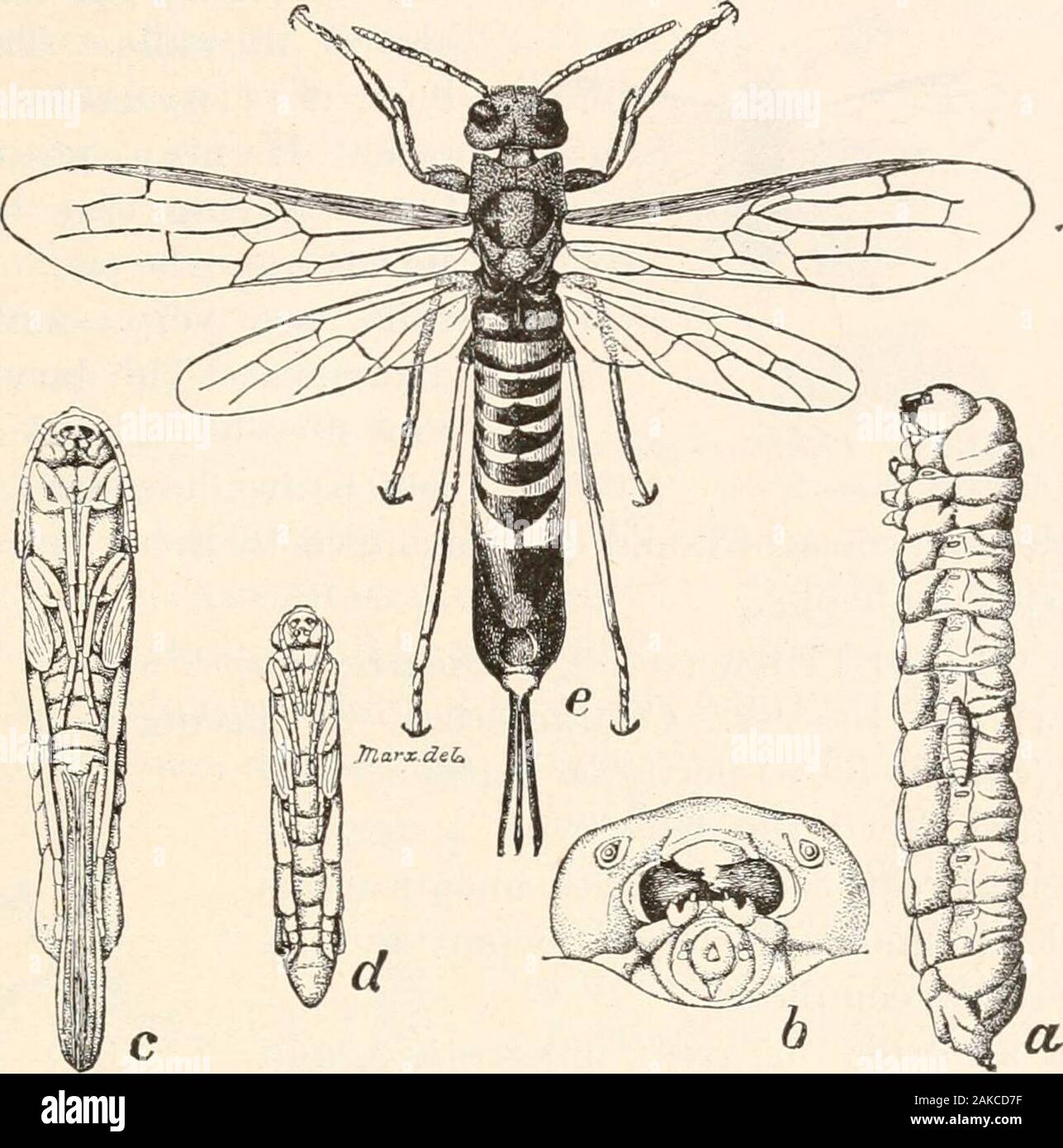 Instrucciones para la recolección y preservación de insectos . FIG. 5