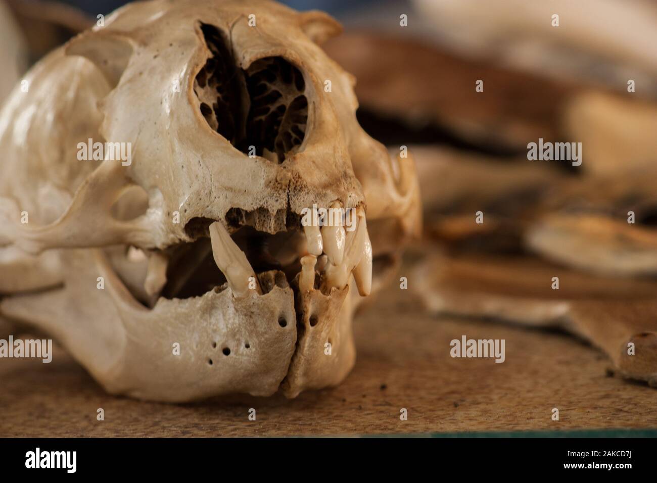 Mar Lion Skull en exhibición en Kangaroo Island shot con poca profundidad de campo con enfoque en los dientes Foto de stock