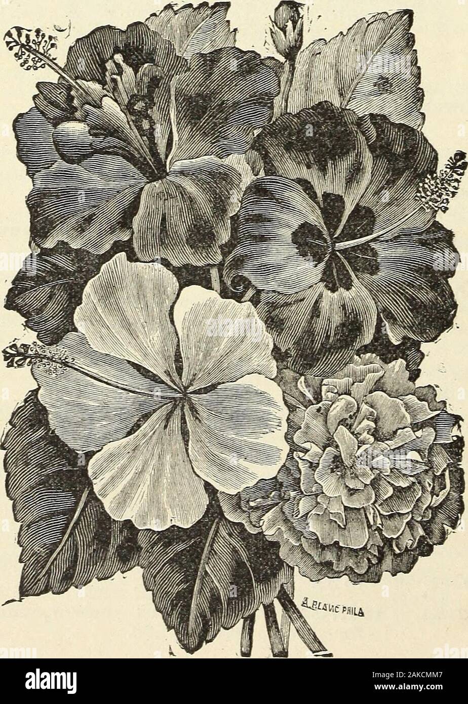 Árboles frutales, plantas perennes, rosas, y la costa de Florida etcfor  cinturón de estados meridionales . ge carmín marrón,venas carmine, tine  bedder. 25 quáter. tJaeqniniseilora-Flores brightorange ; fina bloomer de  invierno. 25