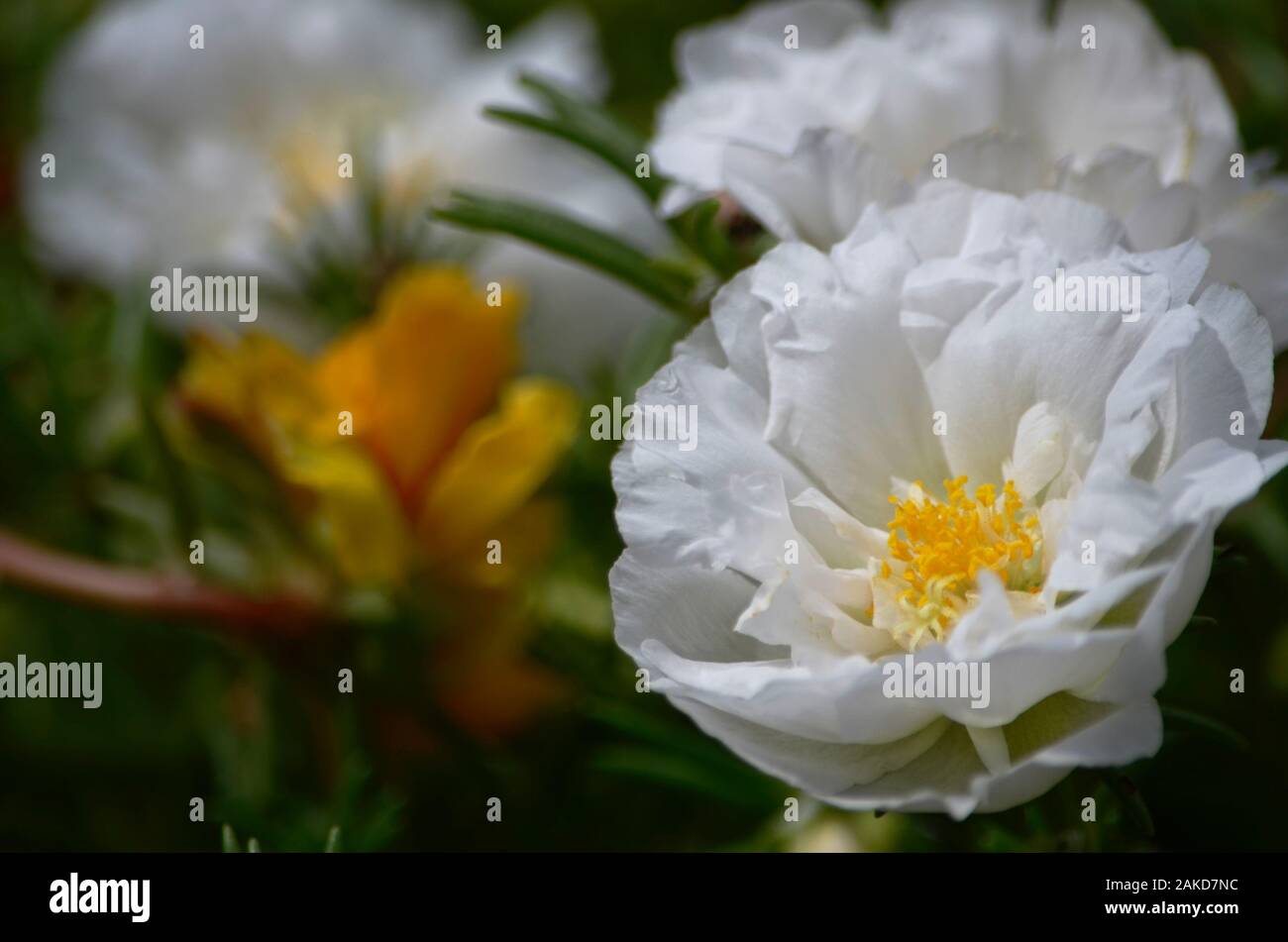 Plantas decorativas con flores de colores que se arrastra por el suelo, filmado en gran medida flor blanca resaltada. Foto de stock