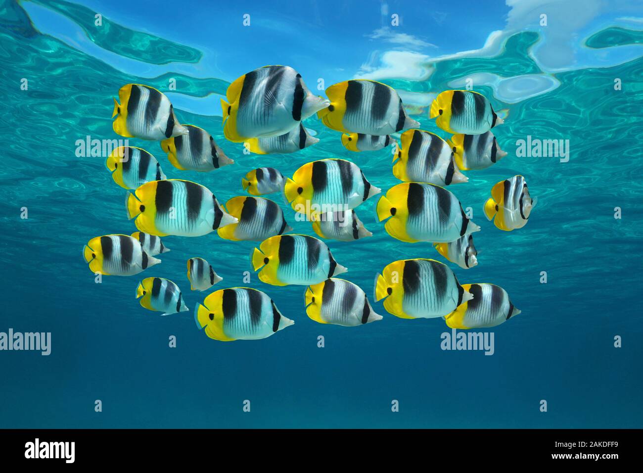 Escuela de coloridos peces tropicales, Pacific doble sillín butterflyfish, submarino en el océano Pacífico, en la Polinesia Francesa, Oceanía Foto de stock