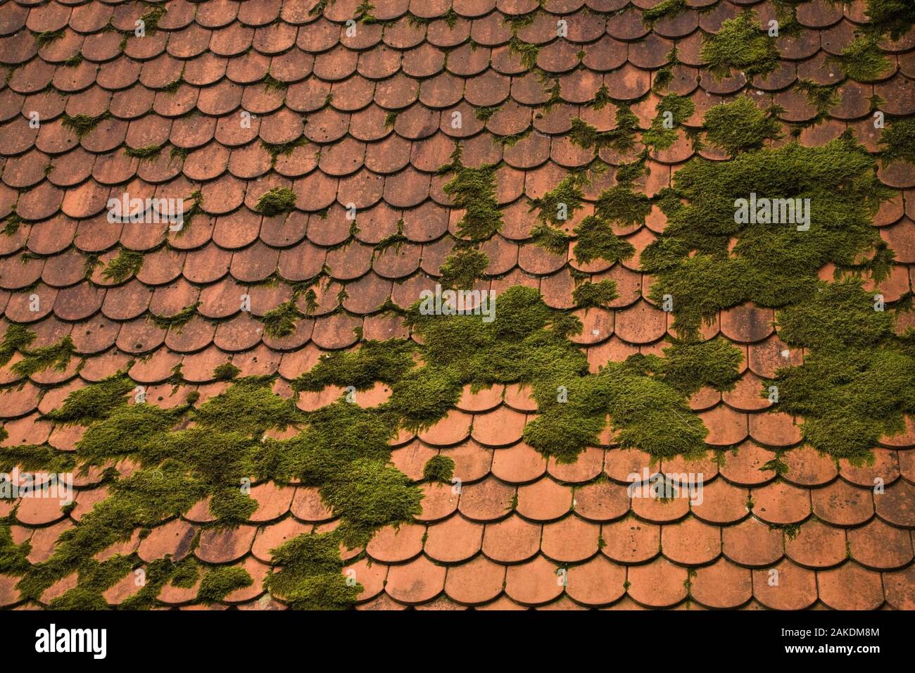 Bryophyta - musgo verde creciendo sobre techos de tejas de terracota. Foto de stock