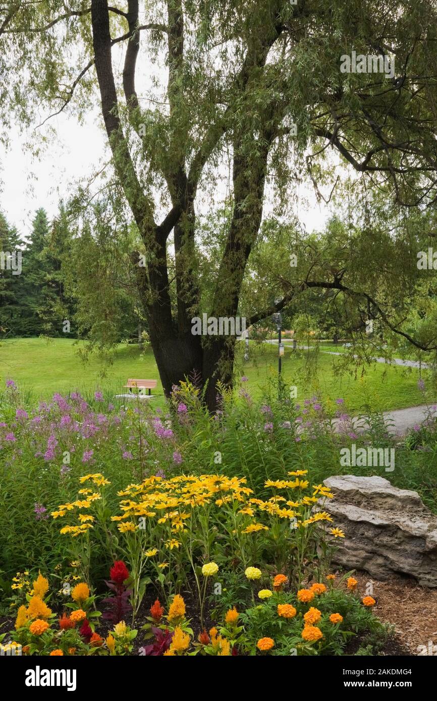 Sauce llorón en flor fotografías e imágenes de alta resolución Alamy