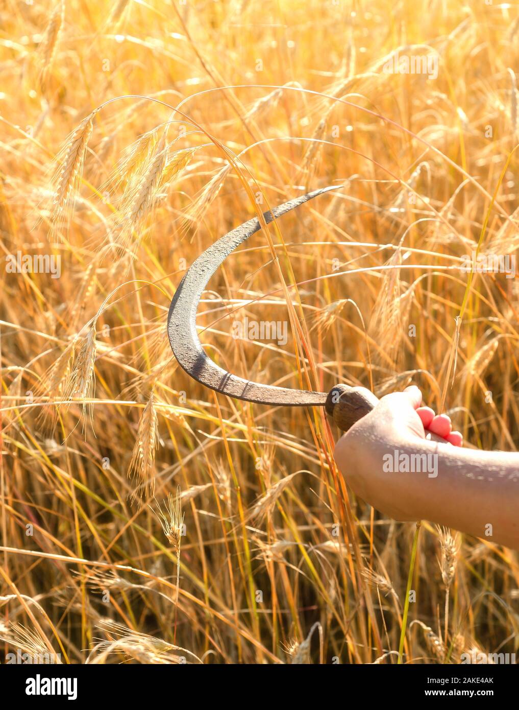 Chica cortes una hoz de centeno. Hoz de mano es una herramienta agrícola  tradicional en la mano del Agricultor preparando para cosechar Fotografía  de stock - Alamy