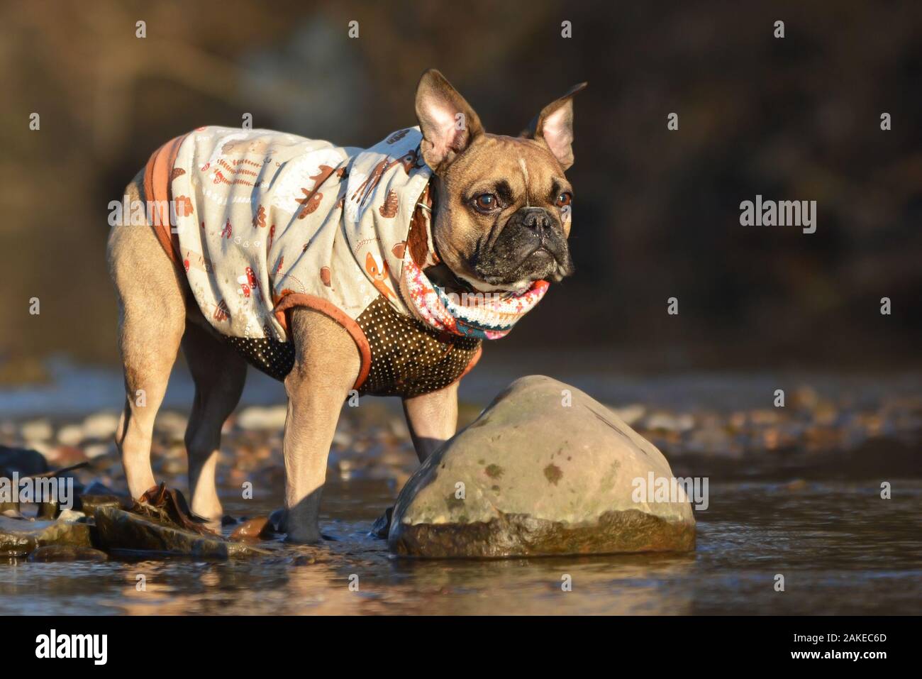 Bulldog Francés perro parado sobre piedras a la orilla, vistiendo un abrigo  casero con patrón de otoño Fotografía de stock - Alamy