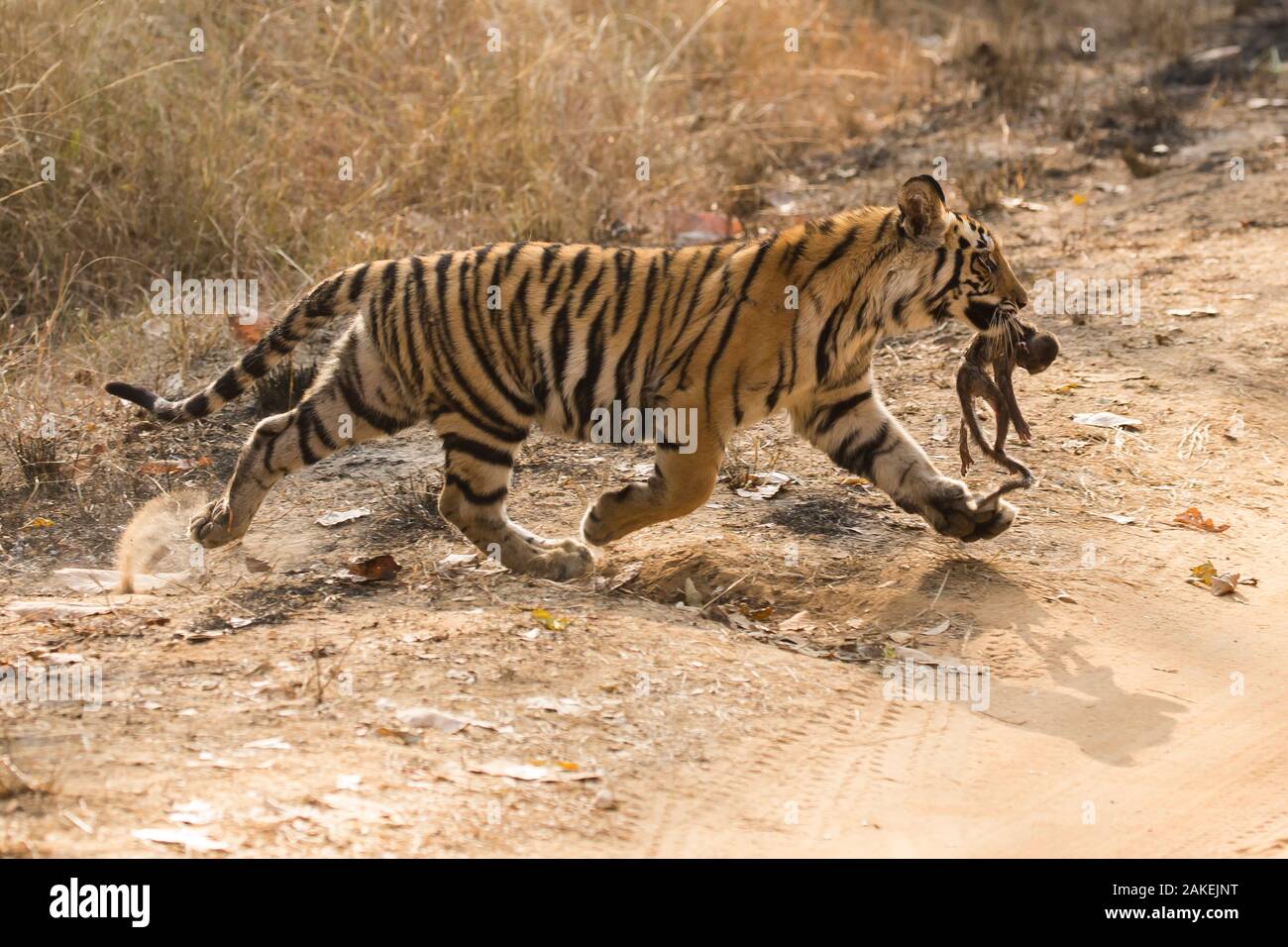 Tigre de Bengala (Panthera tigris tigris) hembra cub, de edades comprendidas entre los 8-10 meses, llevando muerto macacos Rhesus (Macaca mulatta) infantil, Parque Nacional Bandhavgarh, Madhya Pradesh, India. Febrero. Foto de stock
