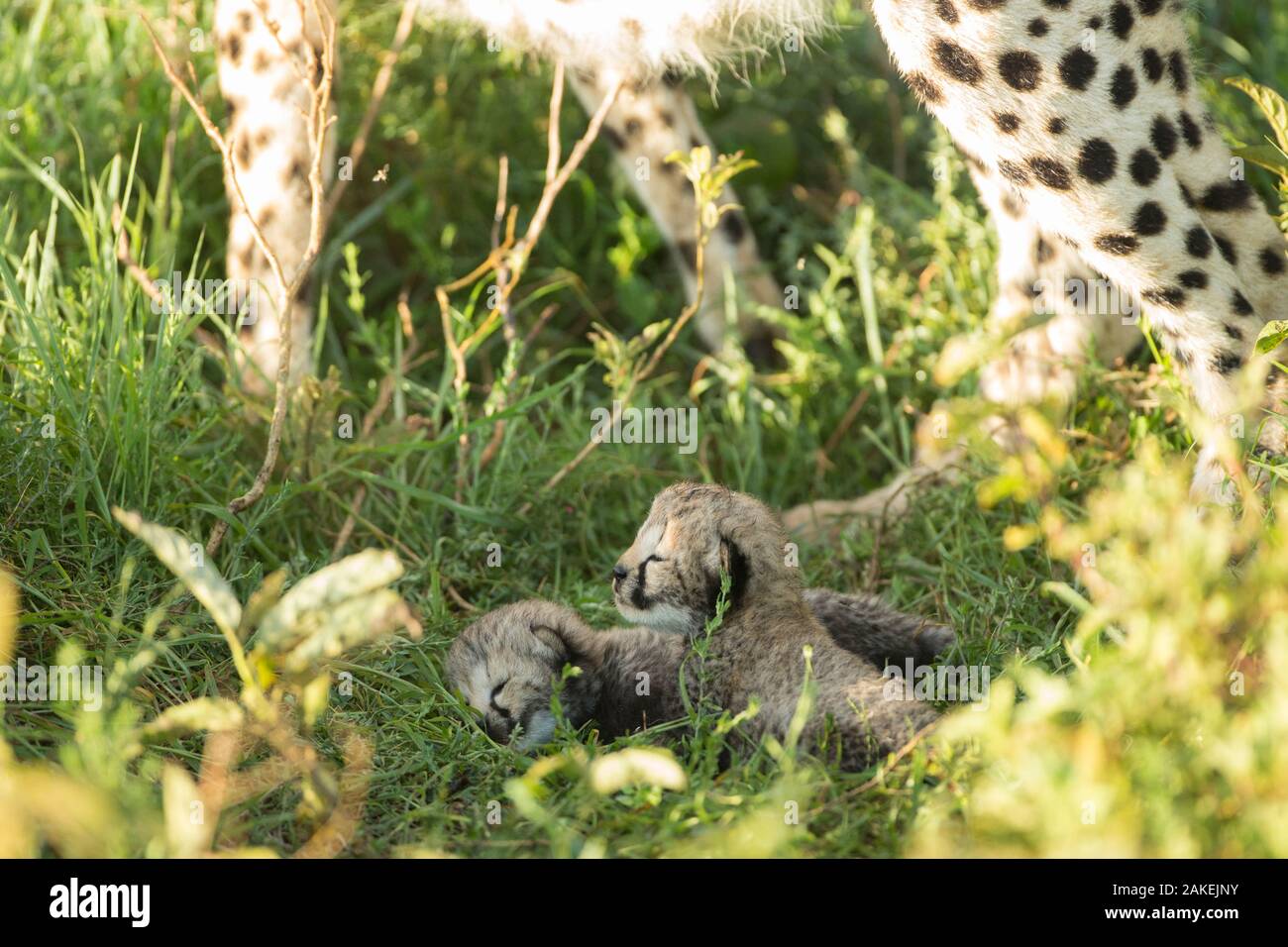 Dos cachorros de guepardo (Acinonyx jubatus) de edades comprendidas entre los 12-14 días, el Área de Conservación de Ngorongoro, Serengeti, Tanzania Foto de stock