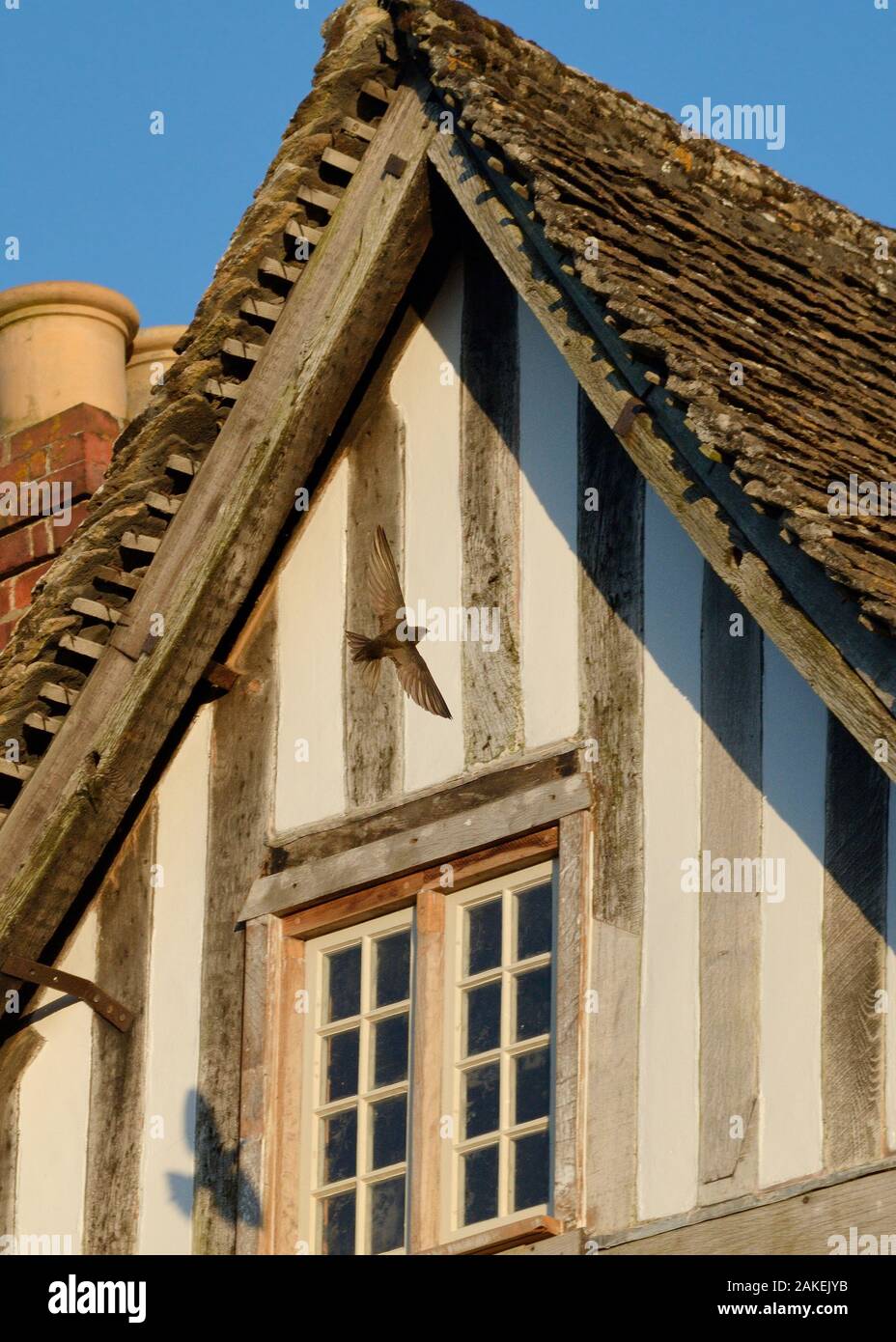 Common swift (Apus apus) de volar de regreso a su nido bajo el techo de una antigua casa de entramado de madera con varios nidos en virtud de SWIFT, Lacock, Wiltshire, Reino Unido, junio. Foto de stock