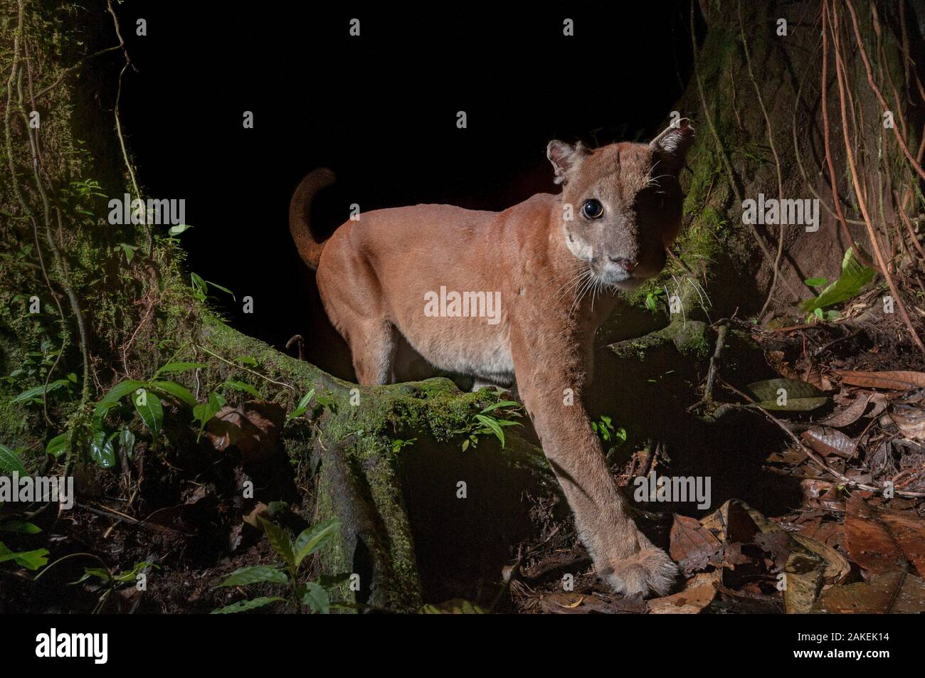 El puma (Puma concolor) en Choco rainforest, Ecuador Fotografía de stock -  Alamy