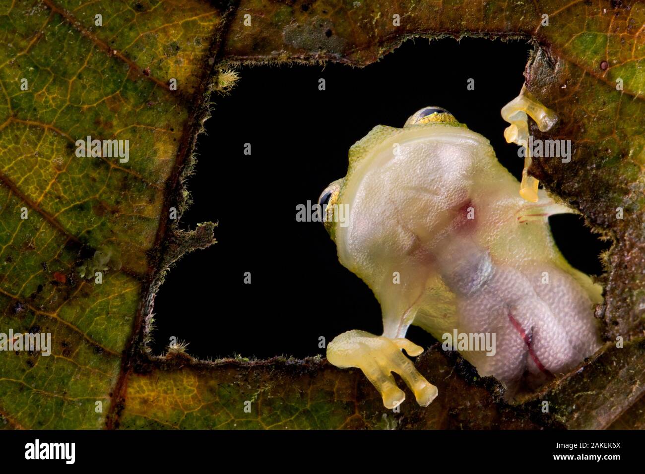 Rana de Vidrio reticulado (Hyalinobatrachium valerioi) vistos a través del agujero de la hoja al ver los órganos internos a través de su piel transparente, Canande, Esmeraldas, Ecuador. Foto de stock
