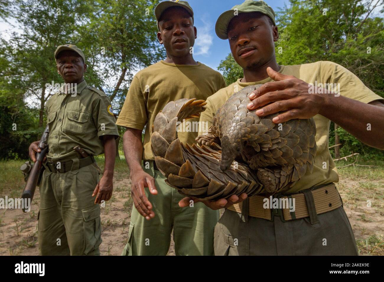 Guardaparque sosteniendo un cabo pangolín / Temminck's Ground pangolín (Smutsia temminckii), rescatados de los cazadores furtivos. Esta foto fue tomada poco antes de liberar el pangolín. Parque Nacional Gorngosa, Mozambique Foto de stock