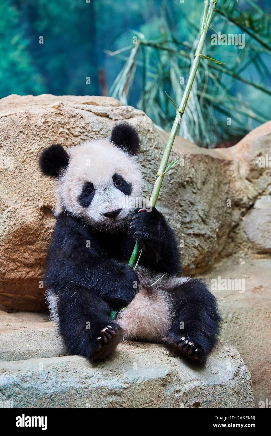 El panda gigante (Ailuropoda melanoleuca) cub playfuly masticar un palo de bambú. Yuan Meng, primer panda gigante nunca nació en Francia, es ahora de 10 meses y todavía se alimenta de la leche de su madre, cautiva en Beauval Zoo, Saint Aignan sur Cher, Francia Foto de stock