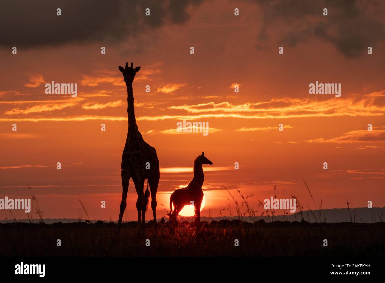 Masai jirafa (Giraffa camelopardalis tippelskirchi), hembra y la pantorrilla al atardecer, con la Abdim cigüeñas en vuelo, la Reserva de Caza de Masai-Mara, Kenya Foto de stock