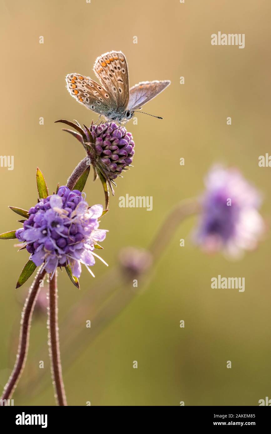 Mariposa Azul común (Polyommatus icarus) descansando en Devil's bit (scabious Vealand Succisa pratensis), Farm, Devon, Reino Unido. Agosto Foto de stock