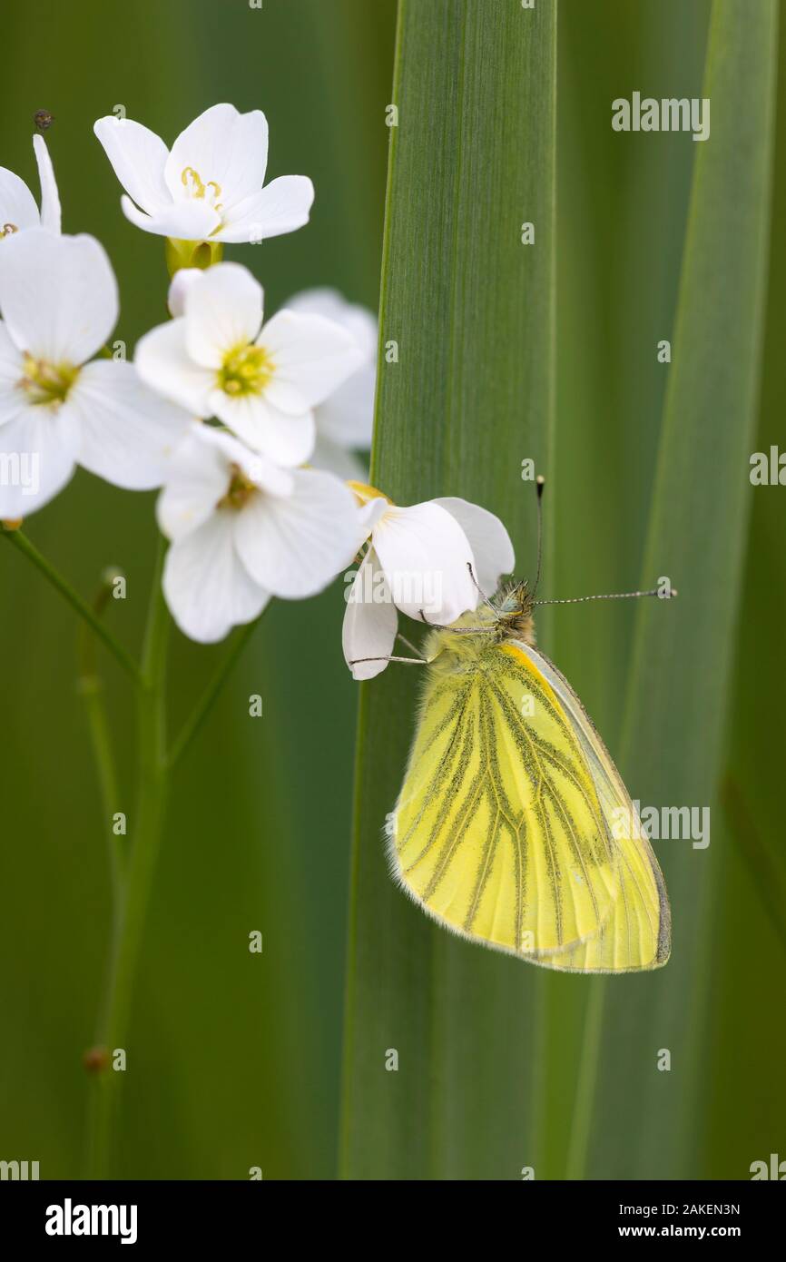 Verde-blanco veteado butterfly (Pieris napi) Whitelye Reserva natural común, Monmouthshire, Gales, Reino Unido Foto de stock