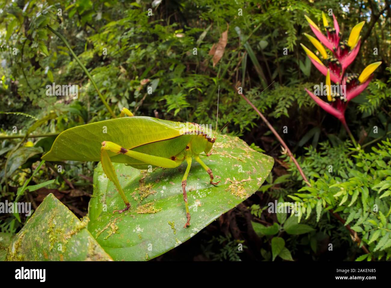 Los saltamontes americanos / Bush Cricket (Tettigoniidae) camuflado entre la vegetación del sotobosque del bosque nuboso. 1600 metros de altitud, la Reserva de la Biosfera del Manu, Perú. De noviembre. Foto de stock