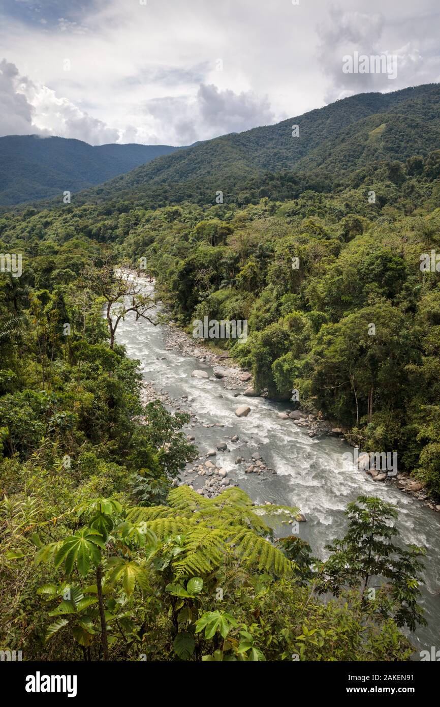 Río corriendo a través del bosque nuboso, Reserva de la Biosfera del Manu, Amazonia, Perú. Foto de stock