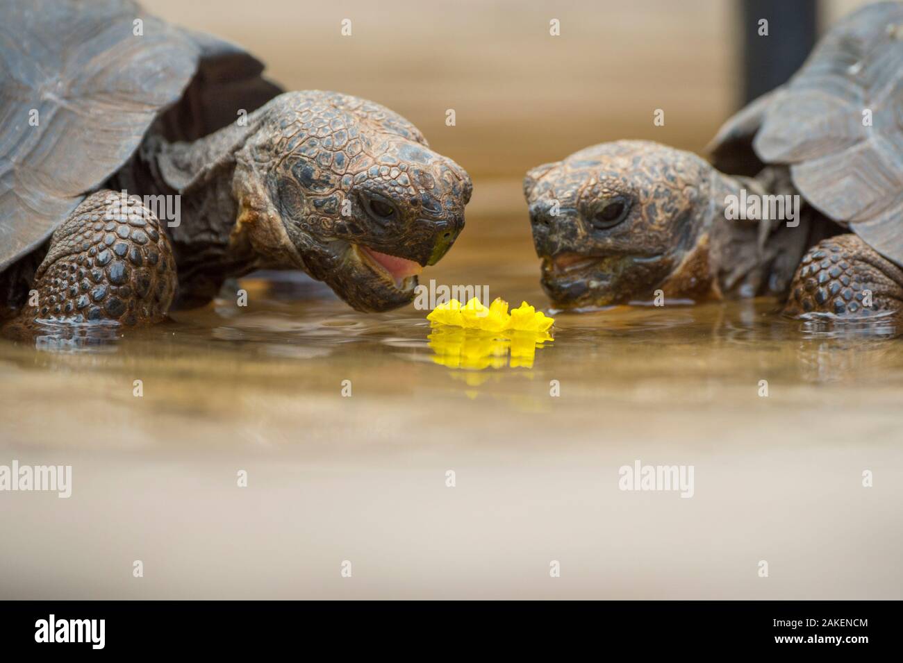 La tortuga gigante Floreana descendientes híbridos (Chelonoidis  elephantopus) alimentación en flor. Estos son descendientes de la tortuga  gigante Floreana extintos, pero son hibridadas con otras especies. Fausto  Llerena Trotoise gigante centro de