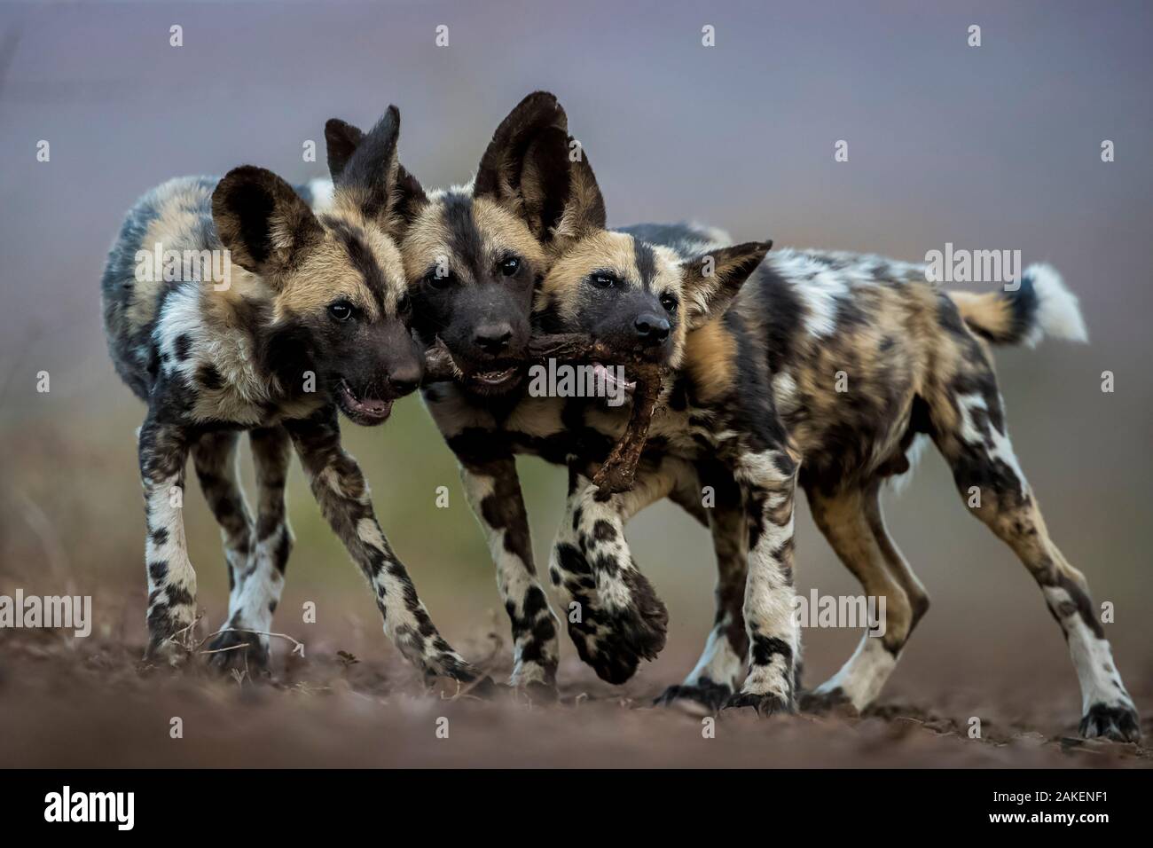 tres perros grandes de diferentes razas jugando juntos en el parque de  perros Fotografía de stock - Alamy