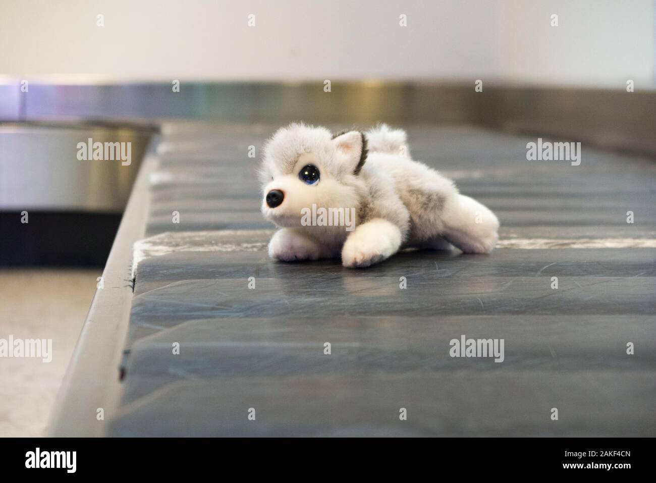 Juguete suave para niños, cachorro de lobo para bebés / cachorro / cachorro  – posiblemente perdido – recogida de equipaje / cinta transportadora de  recogida de equipajes en el aeropuerto de Ginebra. (115 Fotografía de stock  - Alamy