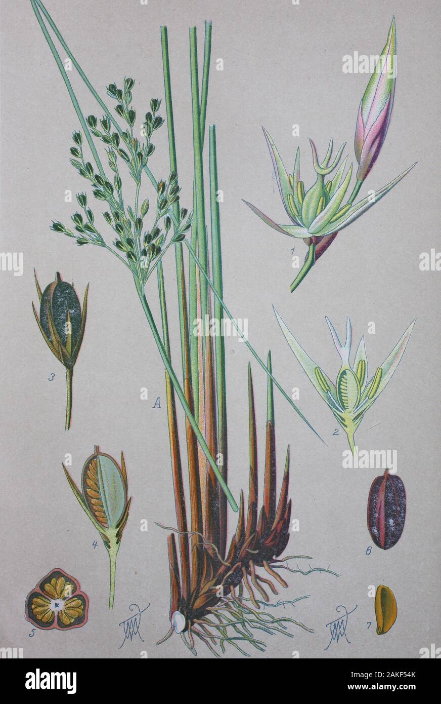 Juncus Species Imagenes De Stock Juncus Species Fotos De Stock