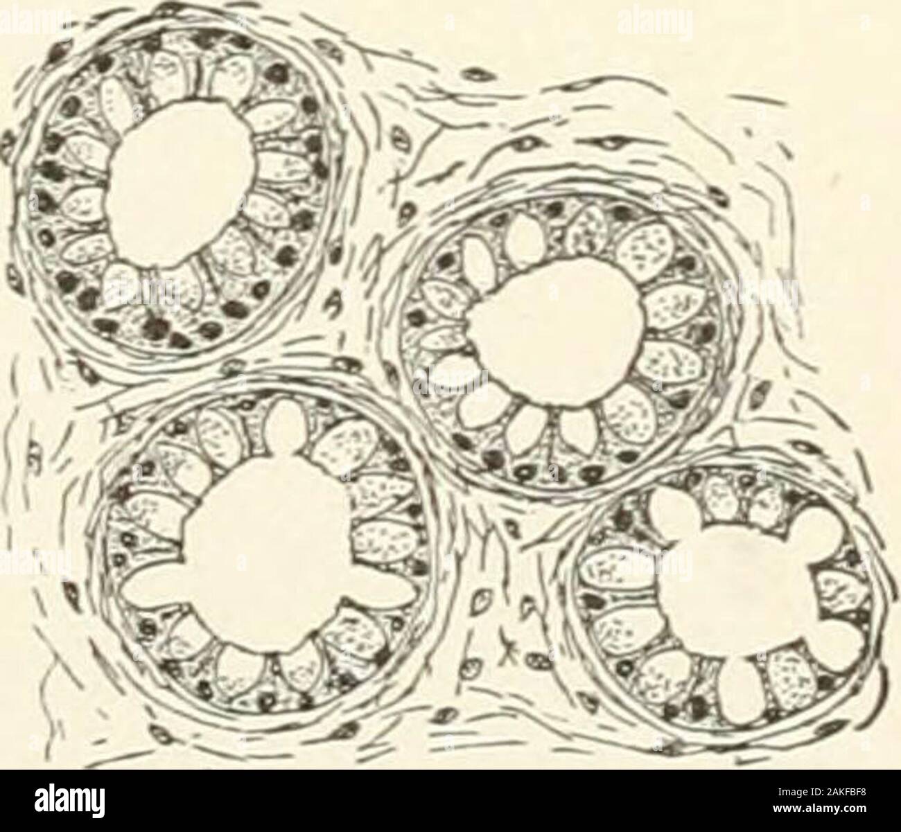 Largeintestine Fotos E Imagenes De Stock Alamy