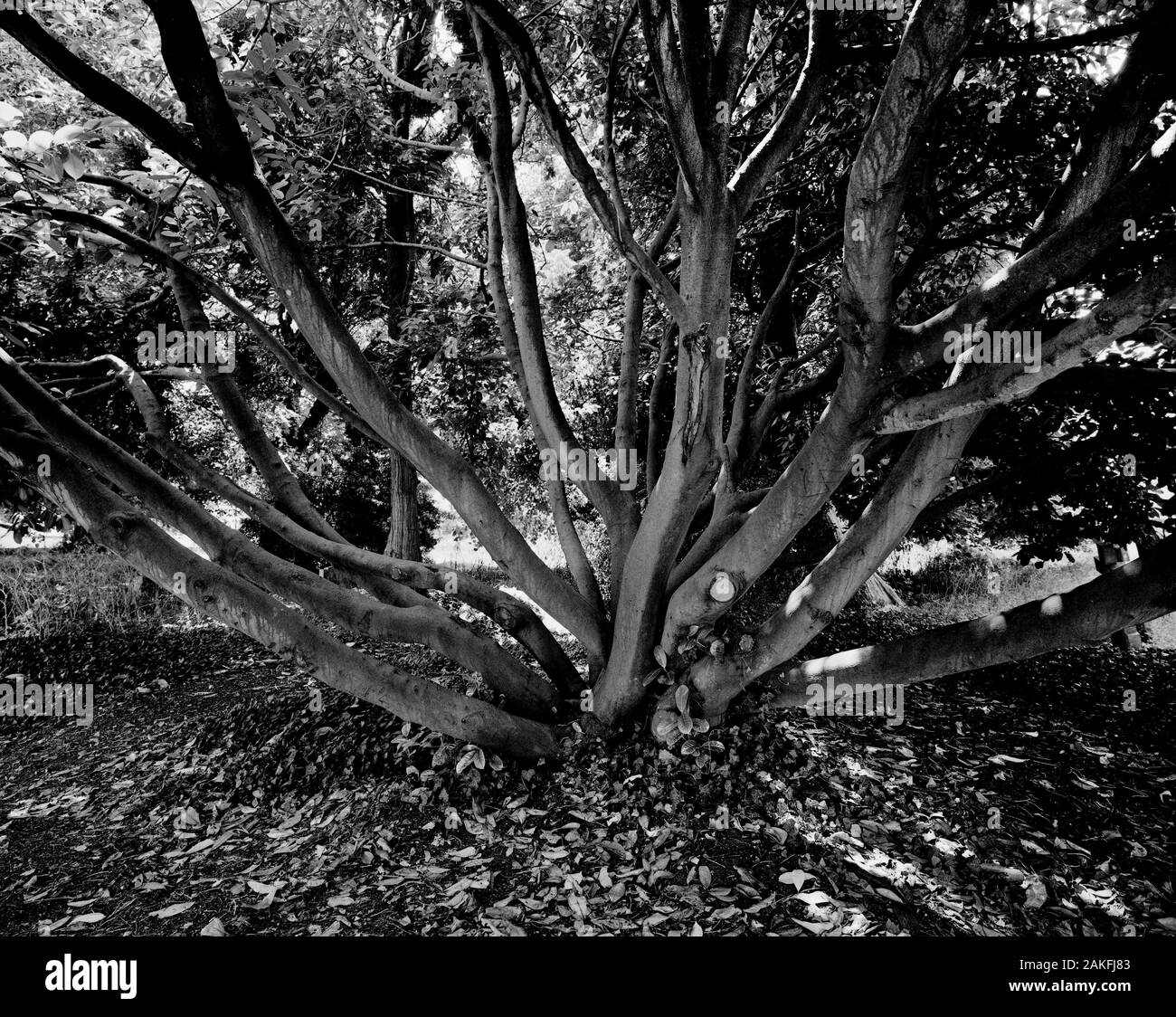 Thaxted Essex, Inglaterra, 2019. Laurel Tree en Camposanto fotografiada en cámara de formato medio Foto de stock