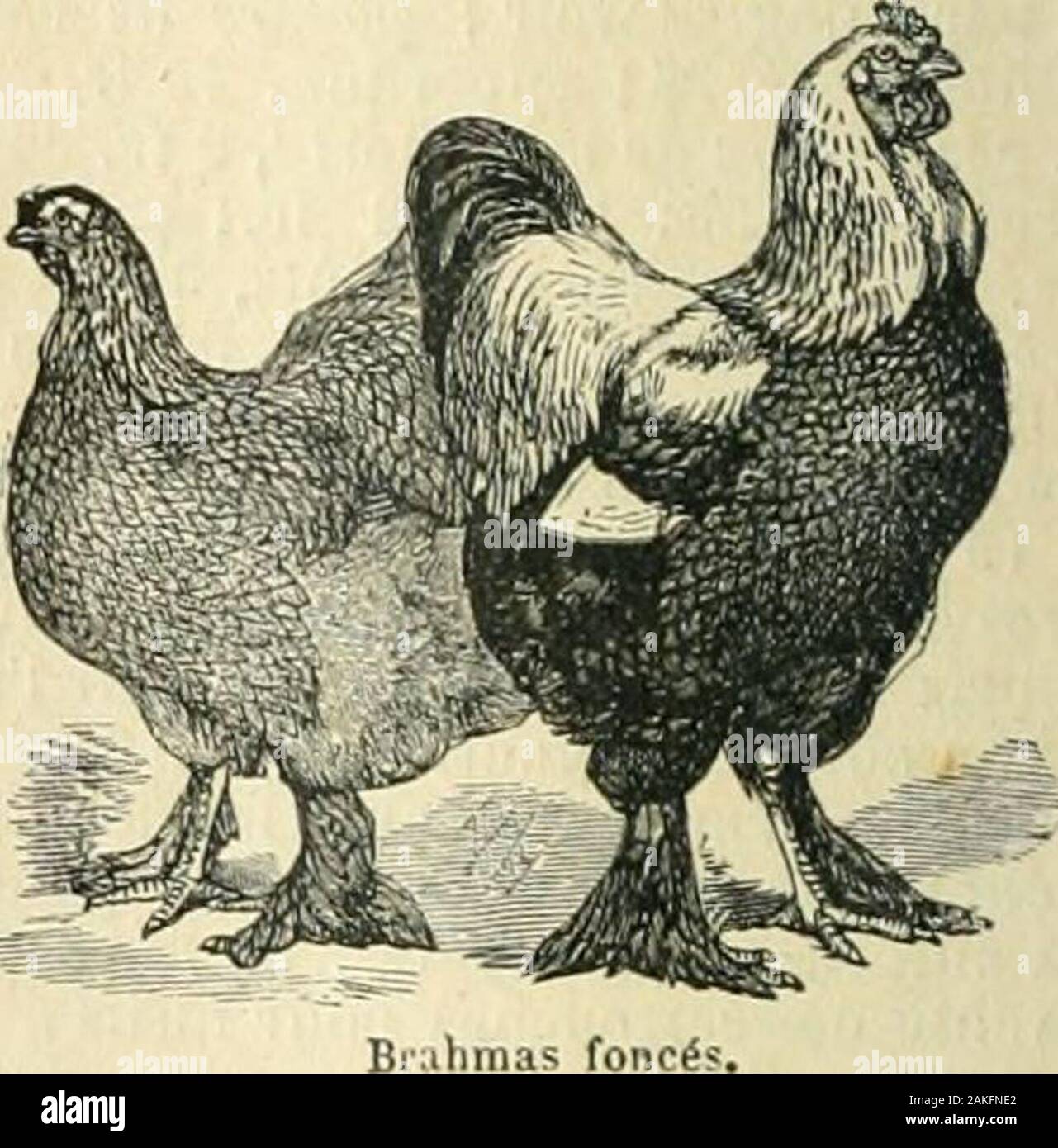 Nouveau Dictionnaire Illustre Universal Encyclopedique Repertoire Des Connaissances Humaines Poule Et Coq Blancs Raza De Cochincliine Canari Quelquefois Noires Ou Couleur Por Drix Ses Oeufs Ont Une Teinte Chocolat Ilssont