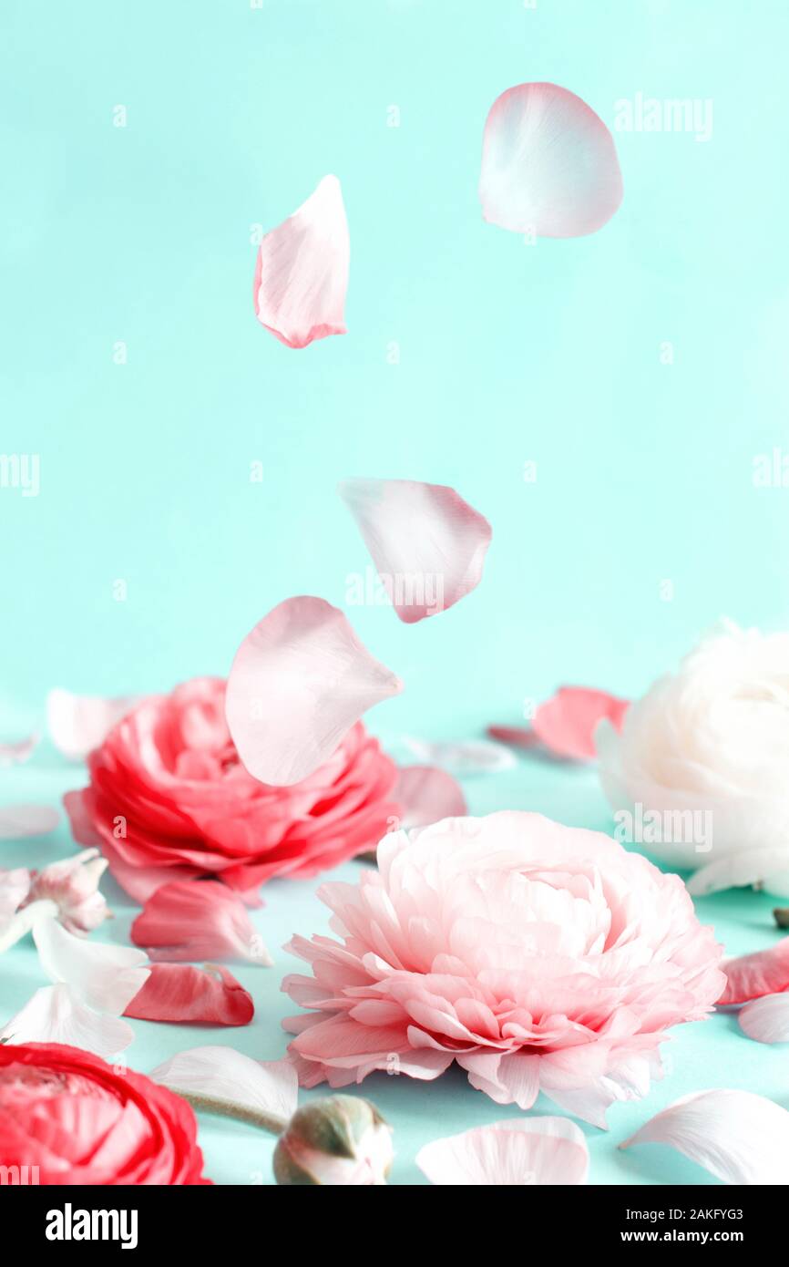 Flores de color rosa y pétalos sobre un fondo verde claro espacio de copia Foto de stock