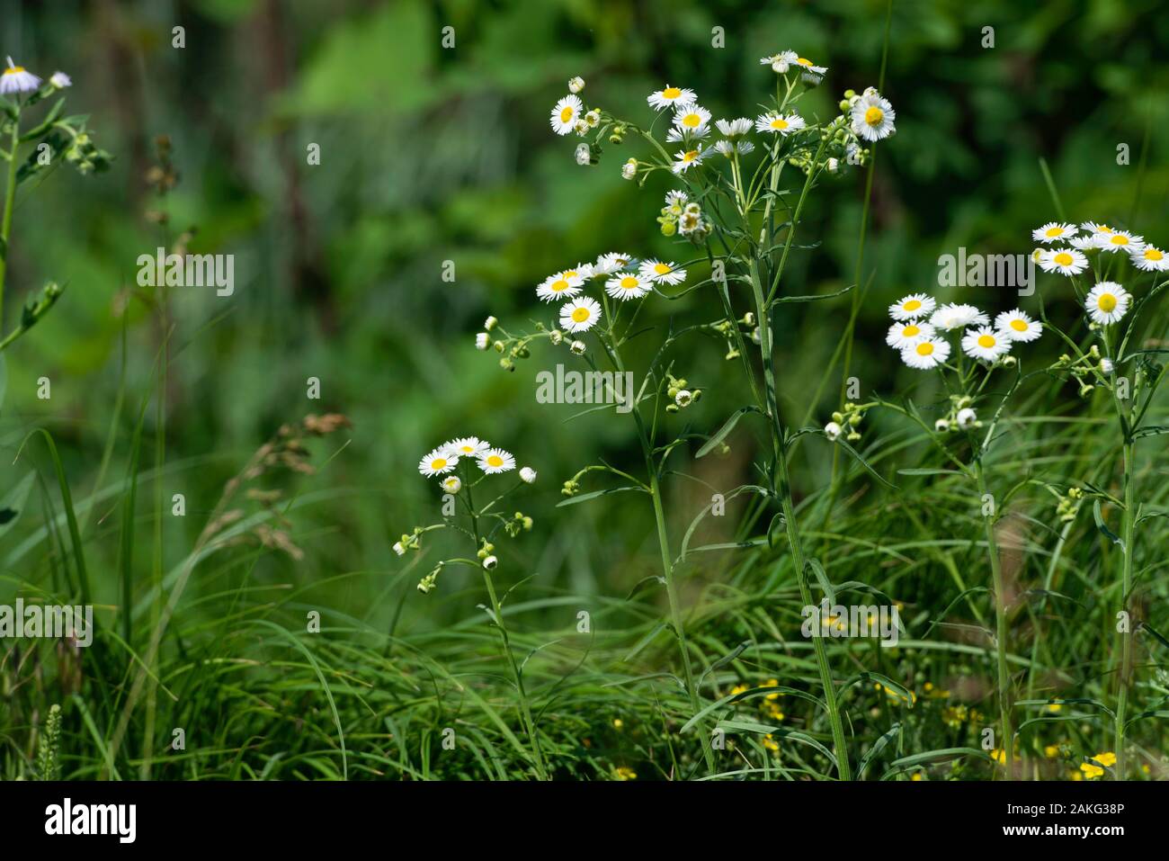 Flores silvestres en un campo de verano, Ucrania Foto de stock