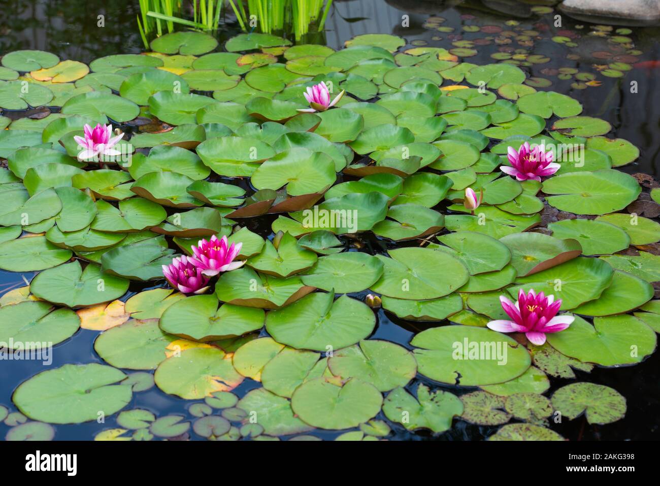 relleno de lirio rosa en un estanque artificial en un jardín de verano Foto de stock