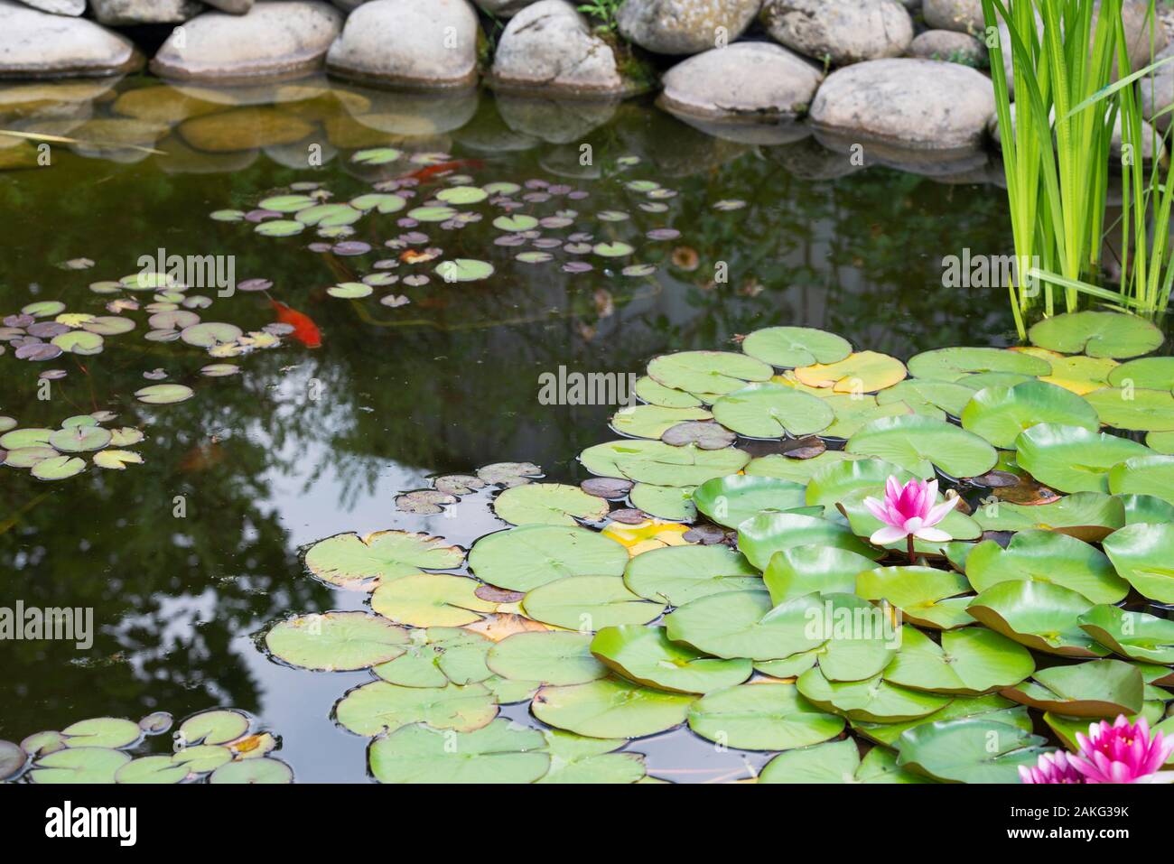 lily pad en un estanque artificial en un jardín de verano y peces koi Foto de stock